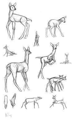 Deer Anatomy Drawing Reference, Cute Animal Art Doodles, Deer Reference Drawing, Deer Drawing Tutorial, Animal Poses Reference, Deer Anatomy, Deer Tutorial, Fox Drawing Sketches, Deer Reference