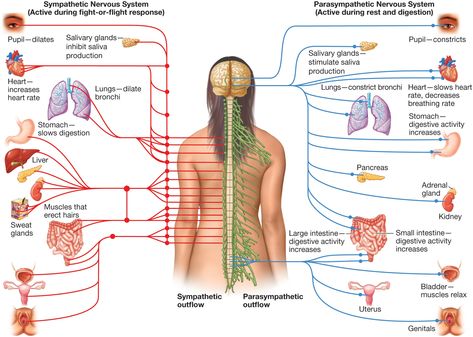 Figure 3.20 The Autonomic Nervous System click to zoom Autonomic Nervous System, Nervous System, Psychology