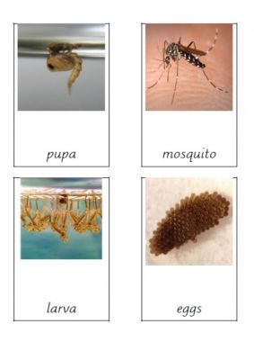 Mosquito Life Cycle (Three part cards)                              … Freshwater Invertebrates, Mosquito Life Cycle, Forest Preschool, Insect Study, Science Life Cycles, Bee Life Cycle, Real Life Photos, Bugs Preschool, Animal Life Cycles