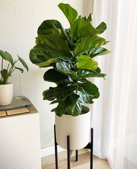 Indoor Floor Plants Decor, Plant In Bedroom, Plant Ideas Indoor, Plant Organization, Interior Plants Decoration, Big House Plants, Indoor Floor Plants, Indoor Plant Ideas, Fiddle Leaf Fig Care