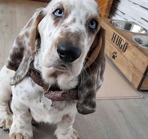 All Posts • Instagram White Bassett Hound, Cute Basset Hounds, Basset Hound Aesthetic, Basset Hound Tattoo, Bassett Hound Puppy, Miniature Basset Hound, Baby Basset Hound, Basset Hound Puppies, Hound Dog Puppies