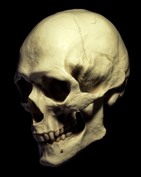 3d Skull, Human Skull, Art Idea, Illustration Digital, Cinema 4d, Zbrush, Models, Human