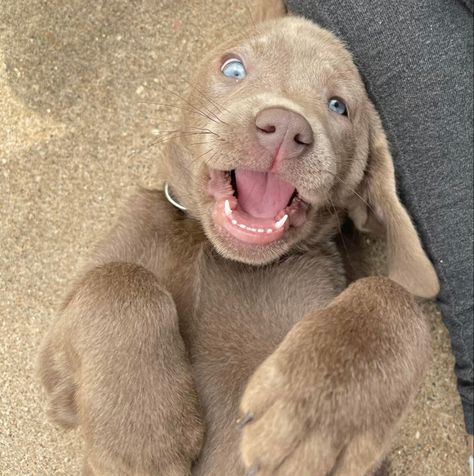 Puppy Blue Eyes, Blue Eyed Dog, Puppies With Blue Eyes, Chocolate Labs, Brown Hair Blue Eyes, Brown Puppies, Pretty Blue Eyes, Really Cute Dogs, Happy Puppy