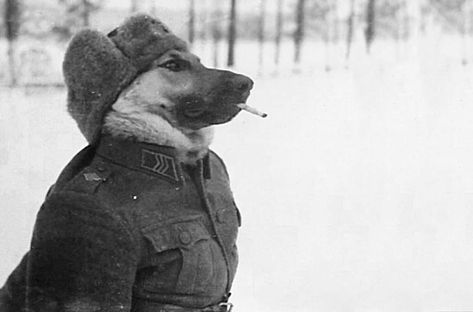 Wojskowy Humor, Rare Historical Photos, Silly Animals, Hell Yeah, Really Funny Pictures, 귀여운 동물, Historical Photos, Mood Pics, Funny Images