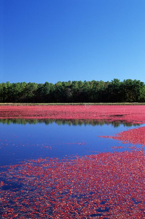 Cranberry Bog. Cranberry farming in cranberry bog , #Ad, #Bog, #Cranberry, #farming, #bog, #cranberry #ad Cranberry Farm, Shower Vibes, Cranberry Bog, Farm Girl, Stock Photography Free, Cranberry, Stock Images, Baby Shower, Shower