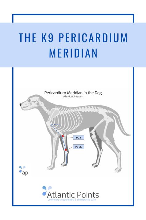 Acupuncture points in the dog - check out the canine pericardium meridian and how to treat acupressure points. #canine #dog #acupressure #acupuncture Pericardium Meridian, Heart Meridian, Acupuncture Points Chart, Dog Massage, Tcm Traditional Chinese Medicine, Vet Life, Acupuncture Point, Cardiac Disease, Stomach Issues