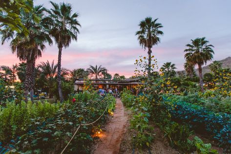 Flora's Field Kitchen — Flora Farms Cabo Restaurants, Traditional Margarita, Farm Restaurant, Flora Farms, Farm Eggs, Farm Tour, San Jose Del Cabo, Farm To Table, Baja California Sur