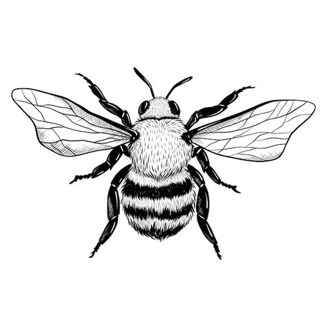 Hand drawn bee drawing illustration | Free Vector #Freepik #freevector #bee-drawing #sketch #drawing #hand-drawn-sketch Vintage Bee Illustration, Bee Face, Honey Bee Tattoo, Moth Drawing, Bee Artwork, Bee Drawing, Insect Tattoo, Bee Painting, Bee Illustration