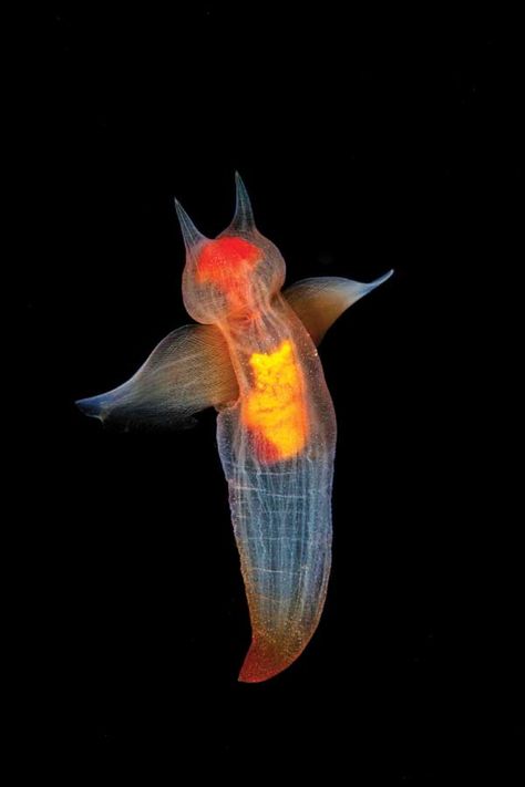 White Sea, Karelia, Northern Russia,  Clione limacina, or sea angel Deep Sea Life, Sea Angel, Swimming Sea, Creature Marine, Beneath The Sea, Internal Organs, Deep Sea Creatures, Beautiful Sea Creatures, Sea Slug