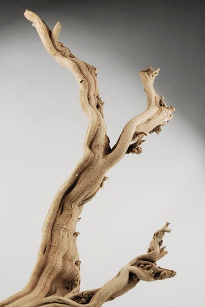 Natural Ghostwood Branches Sandblasted 10-14 in (California Driftwood) Sanitized