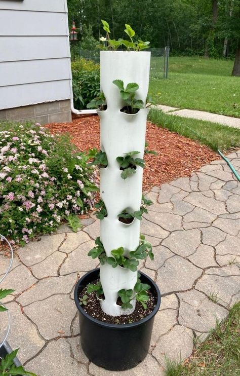 Vertical Garden Pots, Diy Vertical Garden, Garden Tower, Strawberry Planter, Vertical Vegetable Gardens, Micro Garden, Vertical Garden Planters, Strawberry Planters, Vertical Garden Indoor