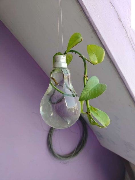 Creative Money Plant Ideas Money Plant Decor Indian Indoor, Money Plants Indoor Ideas, Indoor Money Plant Decor Ideas, Money Plant Aesthetic, Money Plant In Bottle, Money Plant Hanging Ideas, Money Plant Decor Indian, Money Plant Decor Ideas, Vietnamese Decor