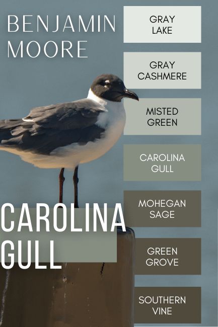 Carolina Gull Coordinating Colors, Benjamin Moore Carolina Gull Cabinets, Bm Carolina Gull, Carolina Gull Kitchen Cabinets, Carolina Gull Benjamin Moore, Benjamin Moore Carolina Gull, Carolina Gull, Benjamin Moore Painting, Sage Green Paint Color