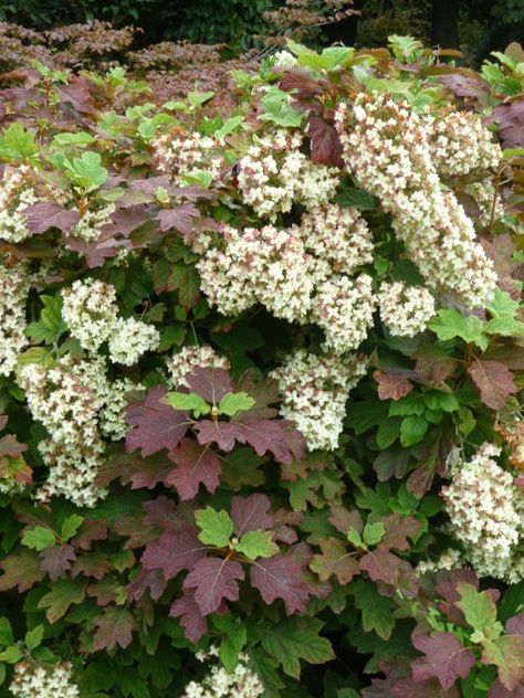 'Snowflake' Oakleaf Hydrangea (Hydrangea quercifolia 'Snowflake') Oakleaf Hydrangea Landscape, Container Gardening Shade, Hydrangea Arborescens Annabelle, Shade Landscaping, Landscaping With Roses, Hydrangea Landscaping, Habitat Garden, Hydrangea Quercifolia, Vegetable Garden Tips