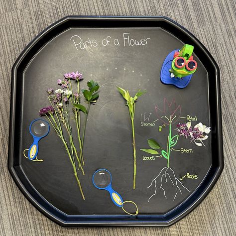 Parts of a Flower 🌷🔍 Can you investigate the flowers and disassemble them to find all the different parts of a flower and identify them? 🔬This is such a fun way to explore early stem concepts in your nature play! Go on a nature walk in your community and collect flowers or give new life to an old bouquet of flowers. 💐 Place them in your tuff tray and with chalk markers draw a flower and label the parts to help aid your little learners identification and inquiry! Add different materials to h... Flower Dissection, Draw A Flower, Magnifying Glasses, Parts Of A Flower, Tuff Tray, Nature Walk, Make Food, Nature Play, Chalk Markers