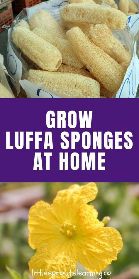 Did you know you can grow your own luffa in your garden? Luffa sponge plants are actually a gourd! How to grow and use loofah sponges and where to buy them. Luffa sponges are useful for the body, home, and are even edible. Zone 7 Gardening, Very Small Backyard Ideas, Backyard Design Ideas Budget, Small Backyard Design Layout, Gardening With Kids, Backyard Beekeeping, Backyard Design Layout, Loofah Sponge, Sustainable Gardening