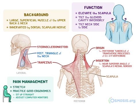 Levator Scapulae: What Is It, Where Is It Located and More | Osmosis Levator Scapulae, Learning Anatomy, Physical Therapy School, Medical Study, Medical Words, Medical Stickers, Gross Anatomy, Basic Anatomy And Physiology, Family Nurse Practitioner