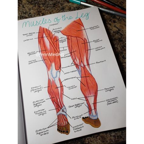 Leg Muscles | Anatomy | Study | motivation | studying | study desk | stationary | studyblr | notes | laptop | books | school | #nursingschool #medicalschool Muscle Tissue Anatomy, Muscles Of The Leg, Leg Muscles Anatomy, Desk Stationary, Studyblr Notes, Muscles Anatomy, Medical Assistant Student, Medical Illustrations, Leg Muscle