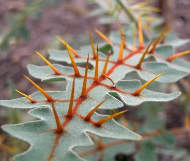 Calabash Tree, Dangerous Plants, Strange Plants, Weird Plants, Plant Fungus, Fluorescent Orange, Unusual Plants, Carnivorous Plants, Rare Flowers