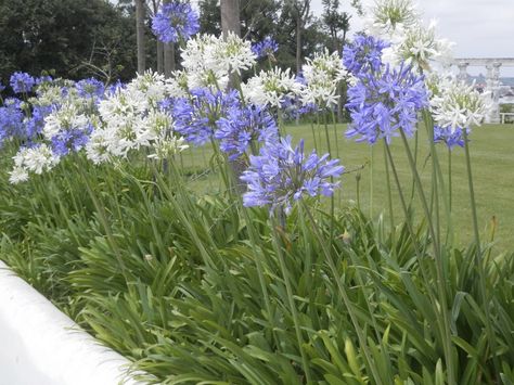 La magia del Agapanto una planta ornamental sencilla y vistosa - http://www.jardineriaon.com/la-magia-del-agapanto-una-planta-ornamental-sencilla-vistosa.html #plantas Agapanthus Care, Agapanthus Blue, Agapanthus Plant, Lily Of The Nile, African Lily, Organic Compost, Blue Lily, Lily Plants, The Nile