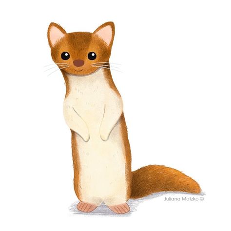 Weasel Art Illustrations, Weasel Illustration, Weasel Animal, Animal Cute, Science Project, Science Projects, Funny Animal, Sketch Book, Illustration Art