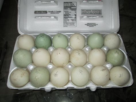 Indian Runner Duck egg colors Indian Runner Duck Eggs, Indian Runner Ducks House, Magpie Ducks, Duck Raising, Duck Keeping, Indian Runner Ducks, Duck Houses, Egg Colors, Animal Farming