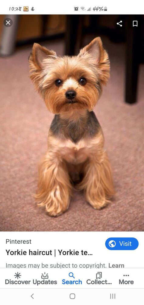 Yorkie Teddy Bear Cut, Yorkie Puppy Haircuts, Yorkie Puppy Cut, Yorkie Haircut, Yorkie Cuts, Yorkie Hairstyles, Dog Breeds That Dont Shed, Yorkie Haircuts, Dog Grooming Styles