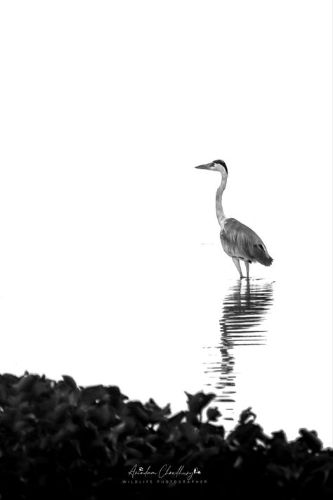 Grey heron standing black and white picture Great Heron Tattoo, Heron Tattoo, Heron Art, Grey Heron, Water Tattoo, White Face, White Picture, Black And White Pictures, I Tattoo