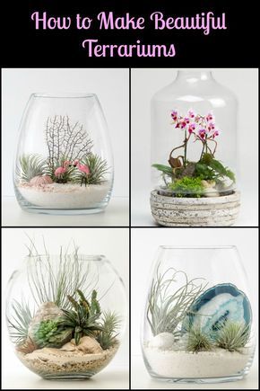 Terrarium Container Ideas, Terrarium Open, Succulents Growing, Home Hydroponics, Unique Terrarium, Air Garden, Diy Succulent Terrarium, Hydroponics Diy, Beautiful Terrariums