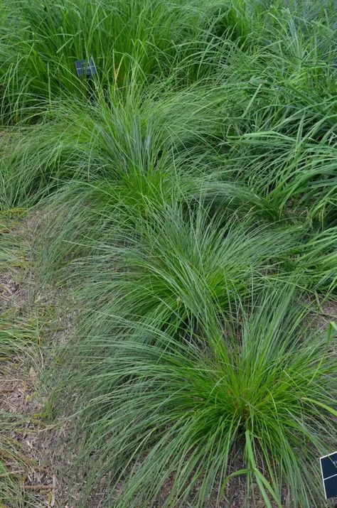 Gardening With Native Plants, Sedge Grass Landscaping, Sedge Grass Plants, Pennsylvania Sedge, Native Lawn, Acreage Landscaping, Lawn Ideas, Cute Garden Ideas, Shade Landscaping