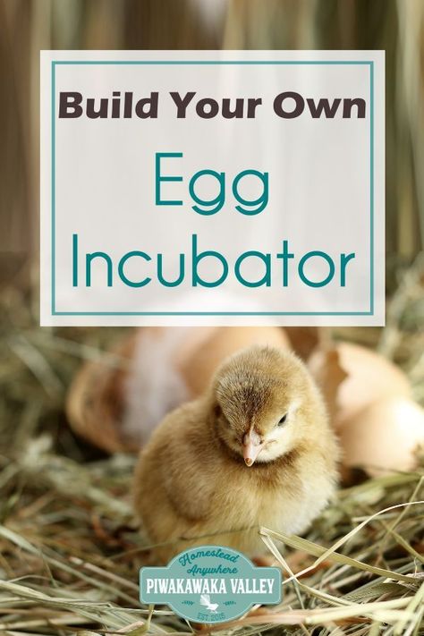 DIY incubator that you can make at home from simple items. Hatching chick eggs #chicken #keepinghens #homesteading #homestead #backyardchickens #piwakawakavalley Incubators For Chicken Eggs, Incubating Chicken Eggs, Homemade Incubator, Diy Incubator, Urban Chicken Farming, Hatching Chickens, Chicken Incubator, Meat Rabbits, Hatching Chicks