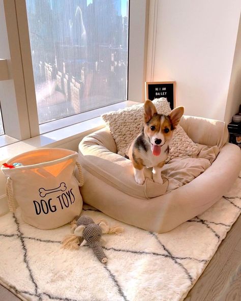 Cute Aesthetic Dog Beds, Cute Pet Room Ideas, Dog In Living Room, Dog Area In Apartment Small Spaces, Bedroom Ideas With Dogs, Apartment Dog Area, Dog Setup Ideas, Aesthetic Dog Set Up, Cute Dog Room Ideas