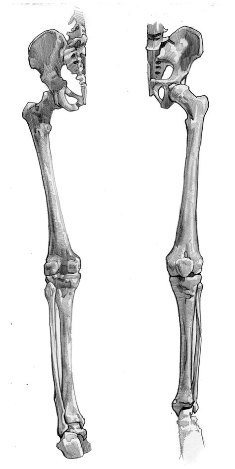 Leg Bones Anatomy Drawing, Skeletons Reference, Leg Bones Drawing, Leg Skeleton, Bone Drawing, Human Skeleton Anatomy, Leg Anatomy, Anatomy Bones, Skeleton Anatomy