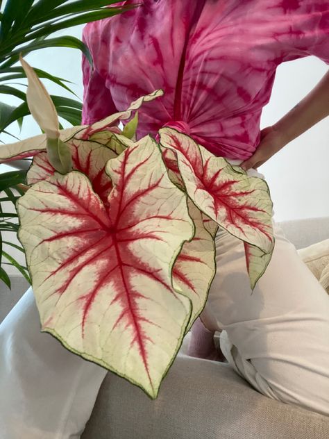 Another inspired look by my plant, Caladium Fiesta💖 Caladium Fiesta, My Plant, Plants