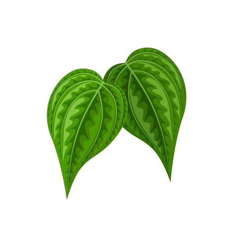 Vector illustration of betel leaf, scientific name of Piper betle, isolated on white background. Betel Leaf, Scientific Name, Vector Art, White Background, Vector Free, Vector Illustration, Royalty, Royalty Free, Clip Art