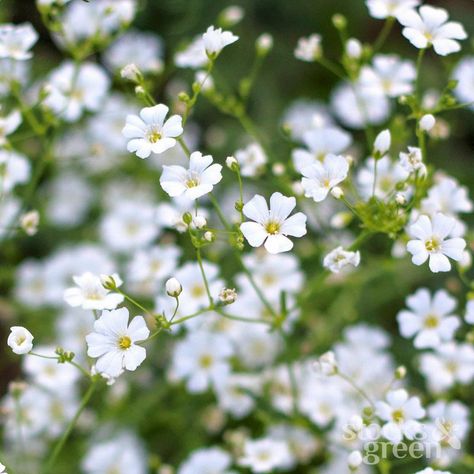 Gypsophila Elegans, Colorful Website, Prairie Style, Baby's Breath, Covent Garden, Simple Flowers, Plant Growth, Types Of Plants, Garden Seeds