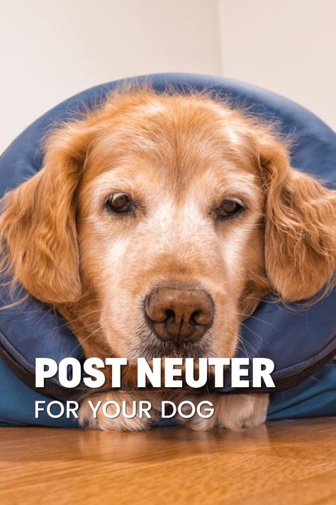 Our fur baby's health is a top priority, and neutering surgery is a widely recommended practice for both male and female dogs.   While the benefits of neutering are many, the recovery period can be stressful for both pet parents and their dogs. With the right care and attention, you can help your pooch recover smoothly and avoid any complications.  In our blog post, we outline seven essential tips for caring for your dog after neutering surgery. After Neuter Care Dogs, Neutering Dog Recovery, Dog Surgery Recovery Tips, Neutered Dog Recovery Tips, Dog Spay Recovery, Dog Cone Collar, Dog Clicker Training, Dog Pants, Dog Cone