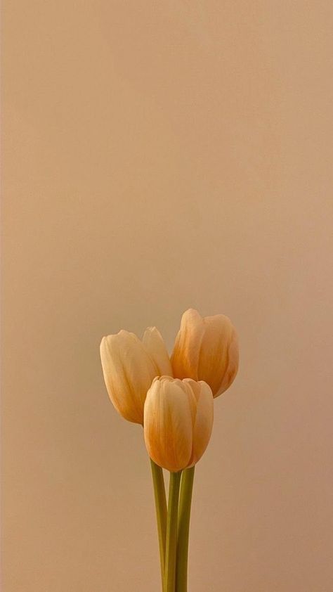 Pure Energy, Yellow Tulips, Jesus Images, Going Viral, My World, Mother Nature, Tulips, Jesus, Nature