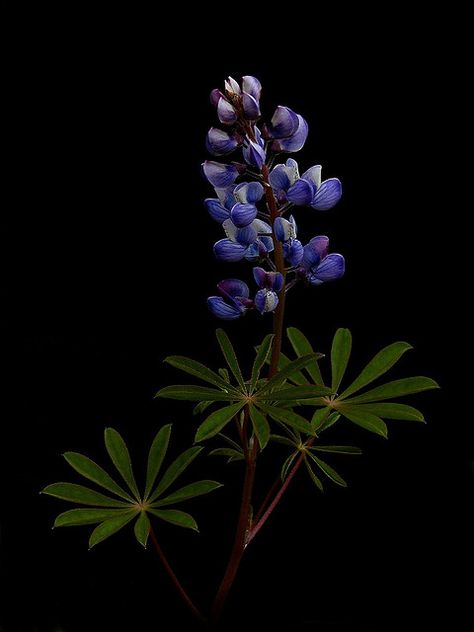 Wild Lupine (Lupinus perennis) by c.buelow, via Flickr Karner Blue Butterfly, Wild Lupine, Flowers Black Background, Fire Suppression, Floral Tattoo Sleeve, Nothing But Flowers, Natural Heritage, Flower Background Wallpaper, Red Tulips