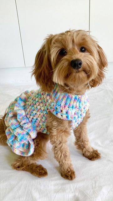 Crochet Dog Dresses Free Pattern, Crochet Dog Dress Free Pattern, Crochet Dog Outfit, Crochet For Pets, Crochet Dog Dress, Diy Dog Sweater, Small Dog Dresses, Crochet Dog Clothes, Crochet Tutu