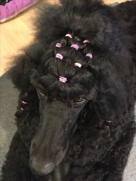 #poodle #hairstyle #standardpoodle #lucrezia #blackstandardpoodle #pudel #kralovskypudel Poodle Ponytail Hairstyle, Poodle Banding, Poodle Hairstyles, Black Standard Poodle Haircut Styles, Dog Hairstyles, Black Poodle, Poodle Teddy Bear Cut, Poodle Haircut Styles, Toy Poodle Haircut