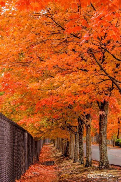 Fall at Gene Coulon Park, Renton, WA Renton Washington, Washington Photography, Fall Beauty, Autumn Scenery, Autumn Beauty, Washington State, Fall Halloween, Washington, Halloween