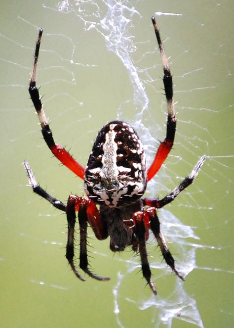 A scary red and black spider with a good view of its web. Red Black Spider, Black Spiders, Red Spider, Red Widow Spider, Red And Black Spider, Red Insects, Spider Pictures, Black And White Spider, Spider Drawing