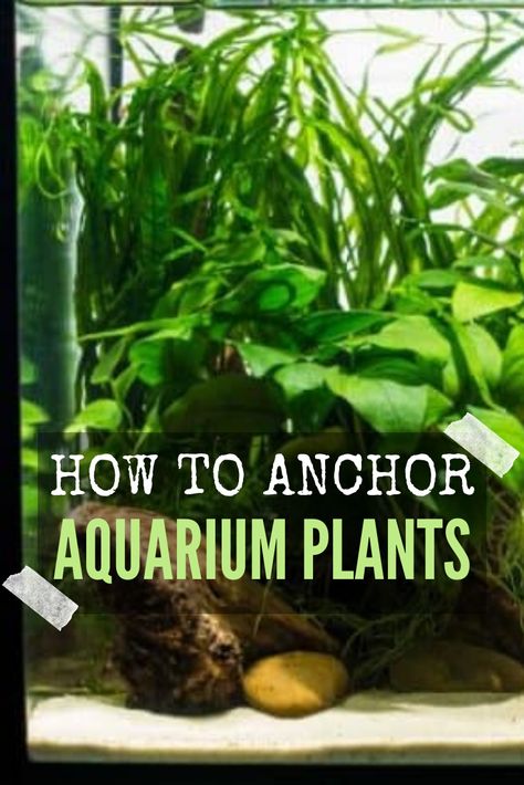 Fish Tank Plants Ideas, Growing Plants In Fish Tank, Plants In Aquarium Fish Tanks, Plant Aquarium Ideas Water Garden, Plants For Aquarium Tanks, Aquarium Setup Ideas Freshwater, Starter Fish Tank, Live Plant Aquarium Ideas, Small Planted Aquarium