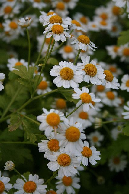 Fever Few Flower, Fever Few, Tiny Daisies, Medical Garden, Herb Wedding, Bouquet Garden, Chamomile Flower, Flower Guide, Pollinator Garden