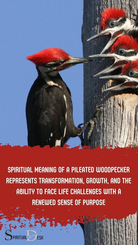 The spiritual meaning of a Pileated Woodpecker represents transformation, growth, and the ability to face life challenges with a renewed sense of purpose. #represent #purpose #challenge #challenges #life #ability #growth Native American Folklore, Spirit Animal Meaning, Pileated Woodpecker, Animal Meanings, Sense Of Purpose, Woodpeckers, Forms Of Communication, Spirit Animals, Spiritual Meaning