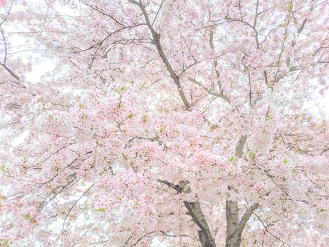 Spring, flowers, aesthetic, pink, cottagecore (original picture) Pastel Pink Cottagecore Aesthetic, Pink Spring Aesthetic, Shoujo Protagonist, Cottagecore Field, Pink Cottagecore Aesthetic, Spring Flowers Aesthetic, Cottagecore Pink, Pink Cottagecore, Pink Nature