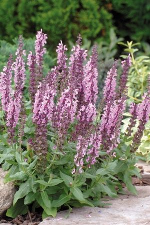 Salvia Garden, Meadow Sage, Garden Sage, Salvia Nemorosa, Dutch Gardens, Sage Plant, Plant Catalogs, Hot Pink Flowers, Blue And Purple Flowers