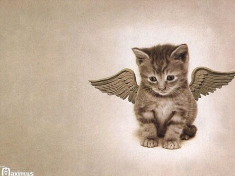 Angel Cat Angel Kitten, Kitten Wallpaper, Angel Cat, Image Chat, Owning A Cat, Cute Cat Wallpaper, Kitten Pictures, Animal Companions, Cute Cats And Kittens