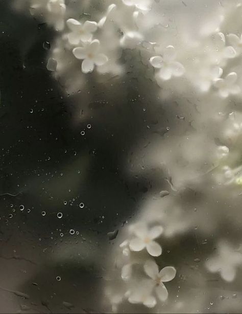 Frosted Glass Flower Wallpaper, Frosted Flowers Wallpaper, Black Flowers Wallpaper, Rainy Wallpaper, Beauty Iphone Wallpaper, Nature Iphone Wallpaper, Rain Painting, Floral Wallpaper Iphone, Flower Window